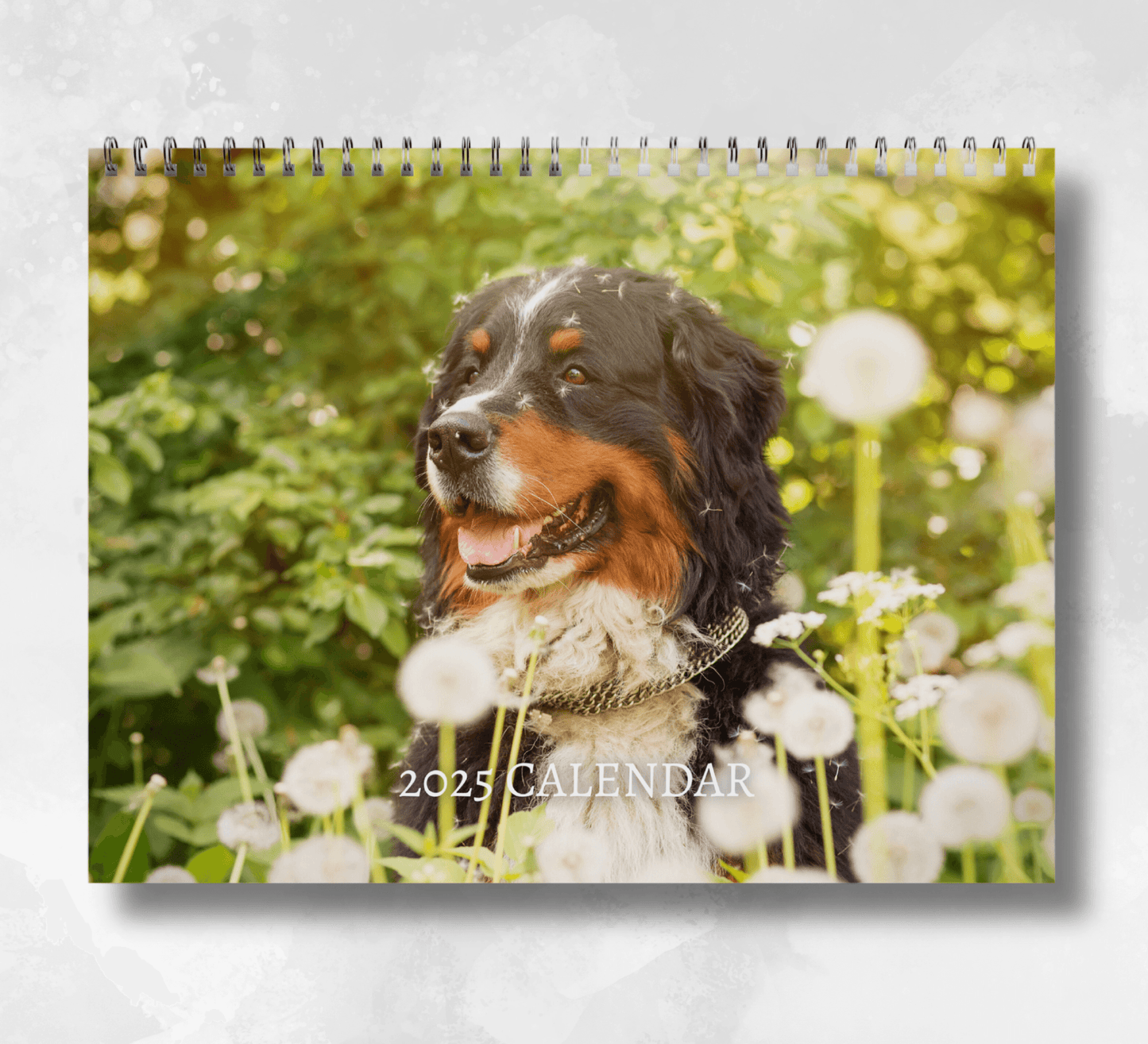 2025 Bernese Mountain Dog calendar featuring a the top part of a bernese mountain dog with a silver chain collar sitting in a field surrounded by dandelions.