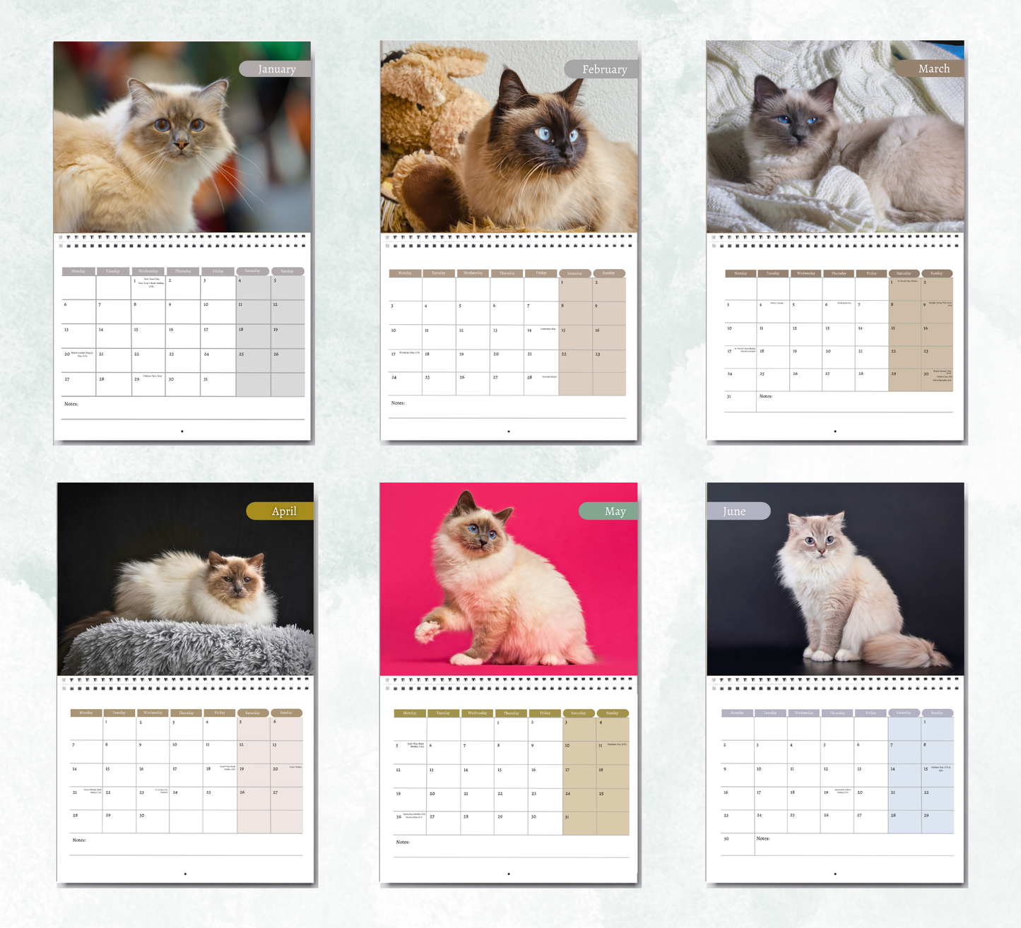 Birman Cat Calendar 2026