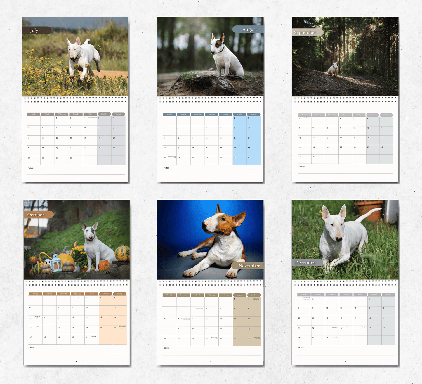 Bull Terrier Calendar 2025
