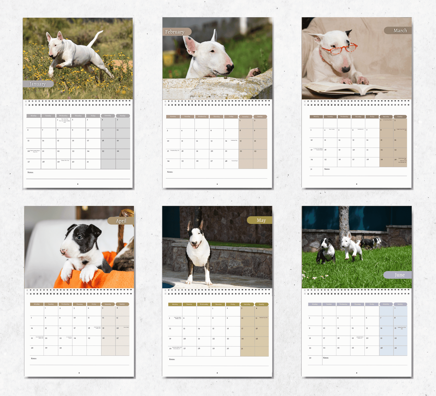Bull Terrier Calendar 2025