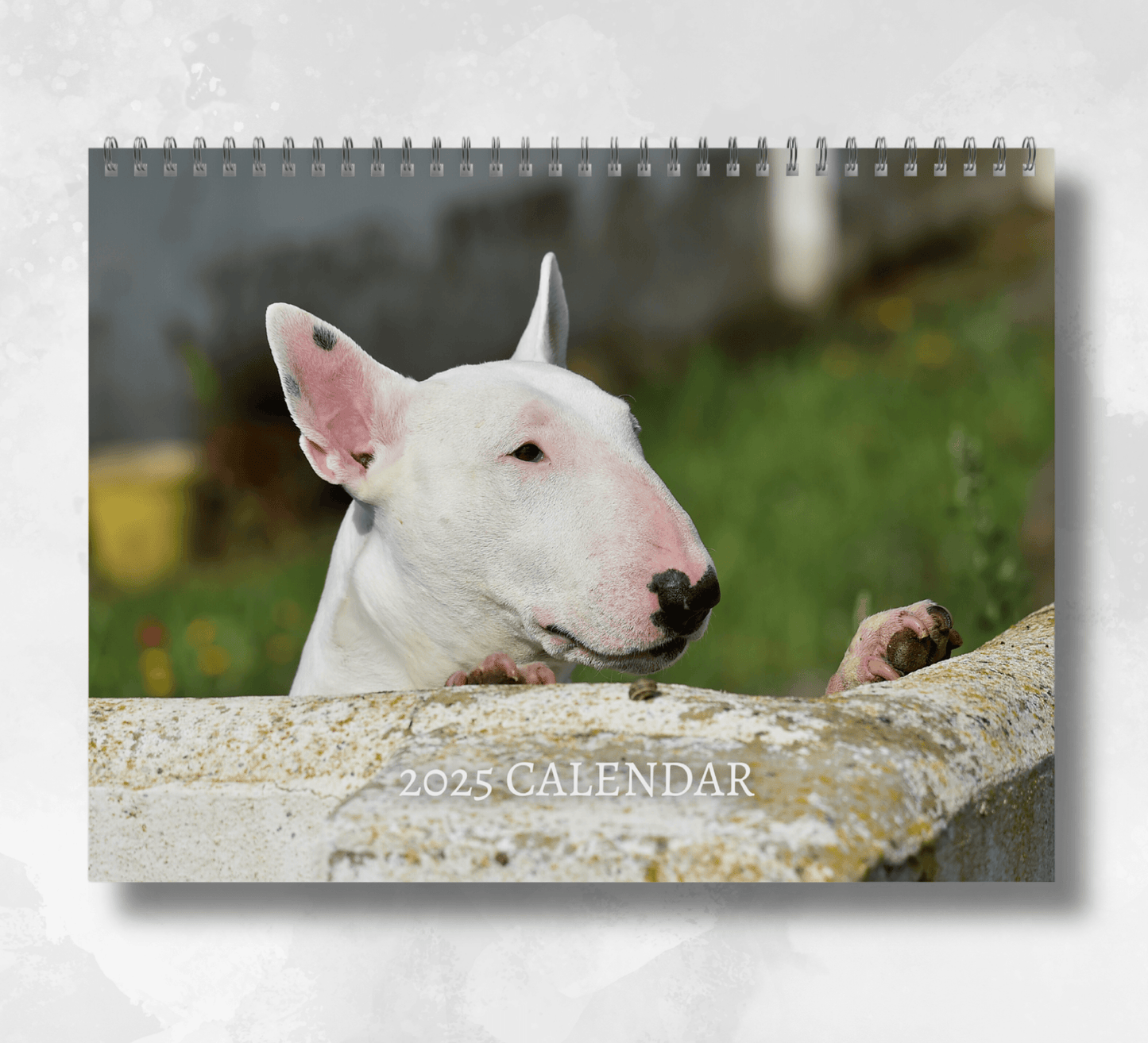 2025 bull terrier calendar featuring the head of a bull terrier peeking over a white wall, with a grassy background.