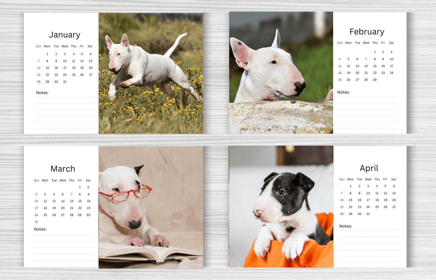 Bull Terrier Desk Calendar 2025
