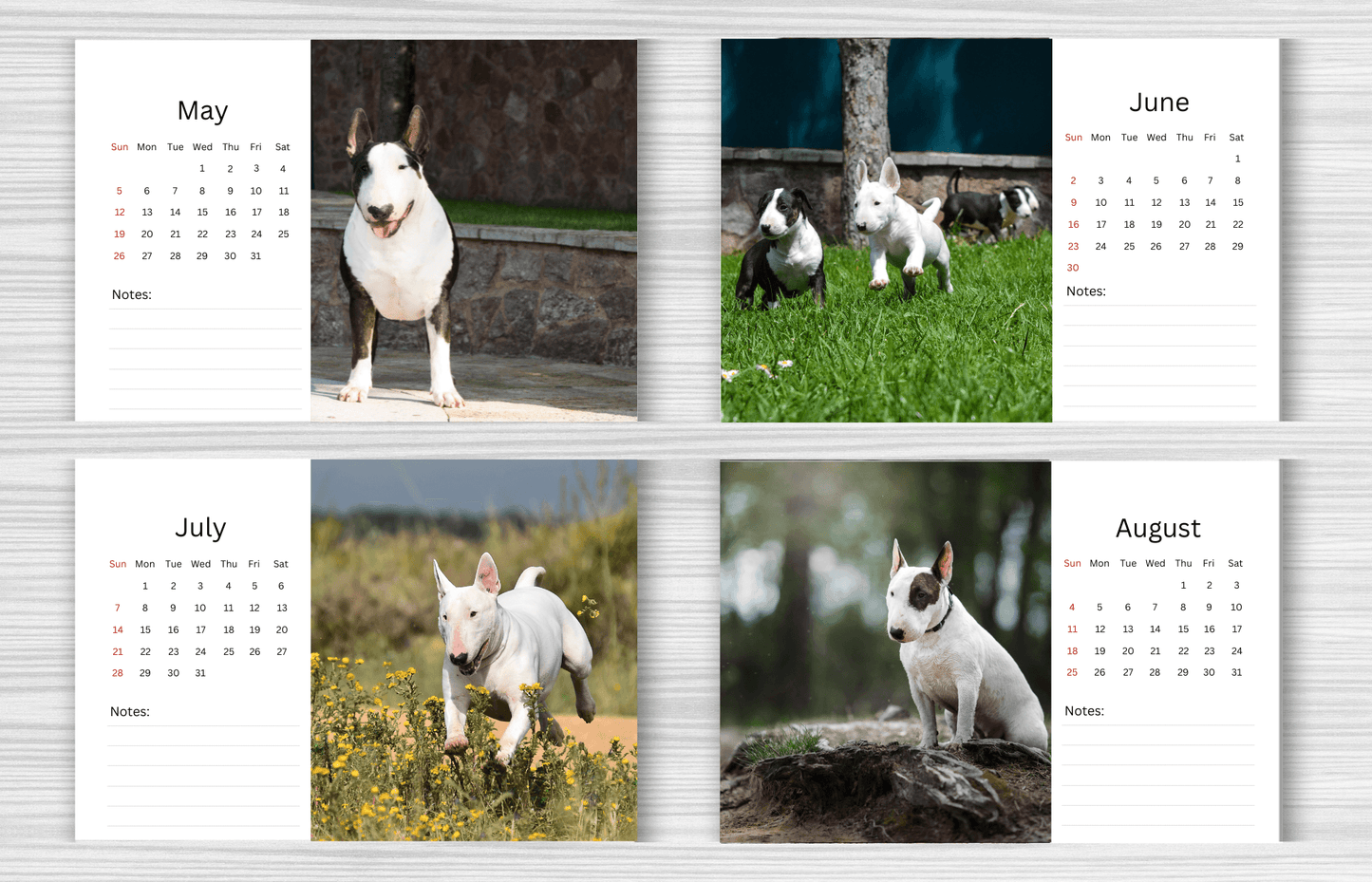 Bull Terrier Desk Calendar 2025