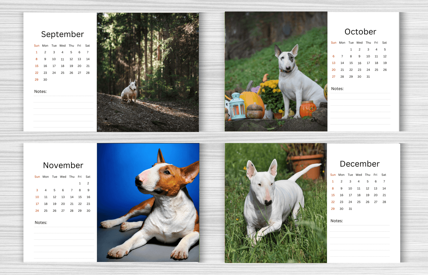 Bull Terrier Desk Calendar 2025