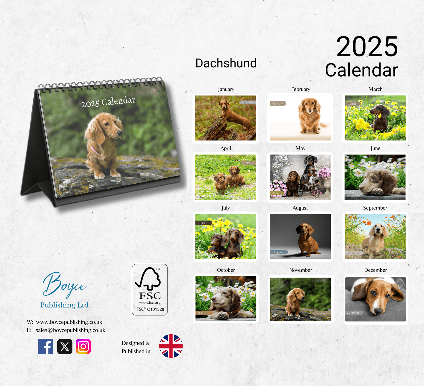 Dachshund Desk Calendar 2025