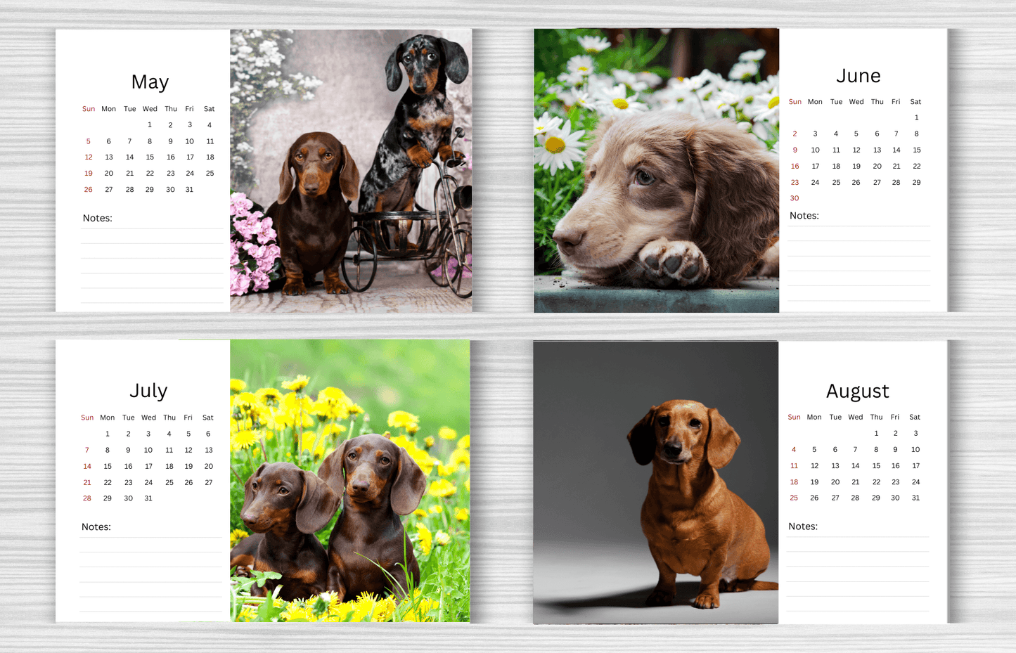 Dachshund Desk Calendar 2025