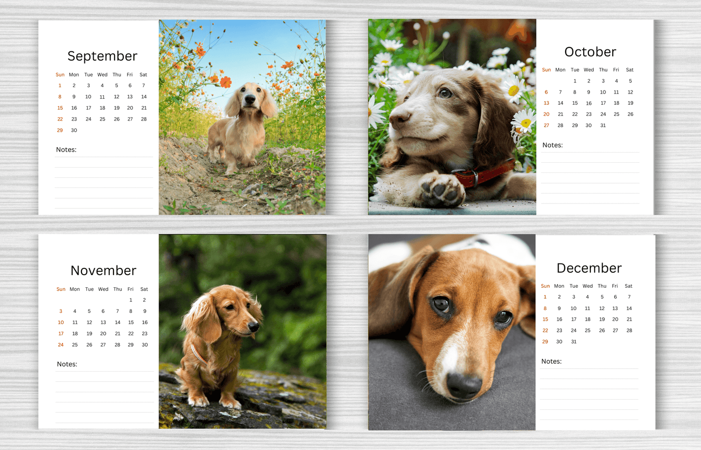 Dachshund Desk Calendar 2025