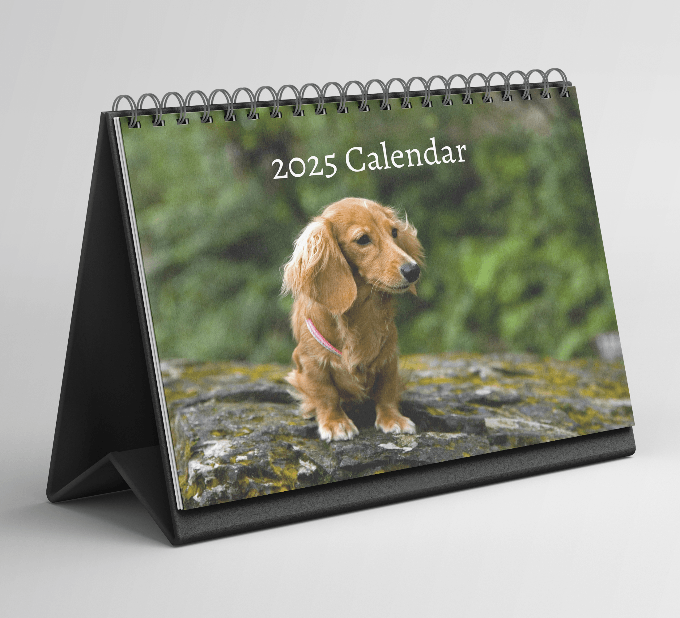 Dachshund Desk Calendar 2025 Standing Flip Desktop Calendar with Thick