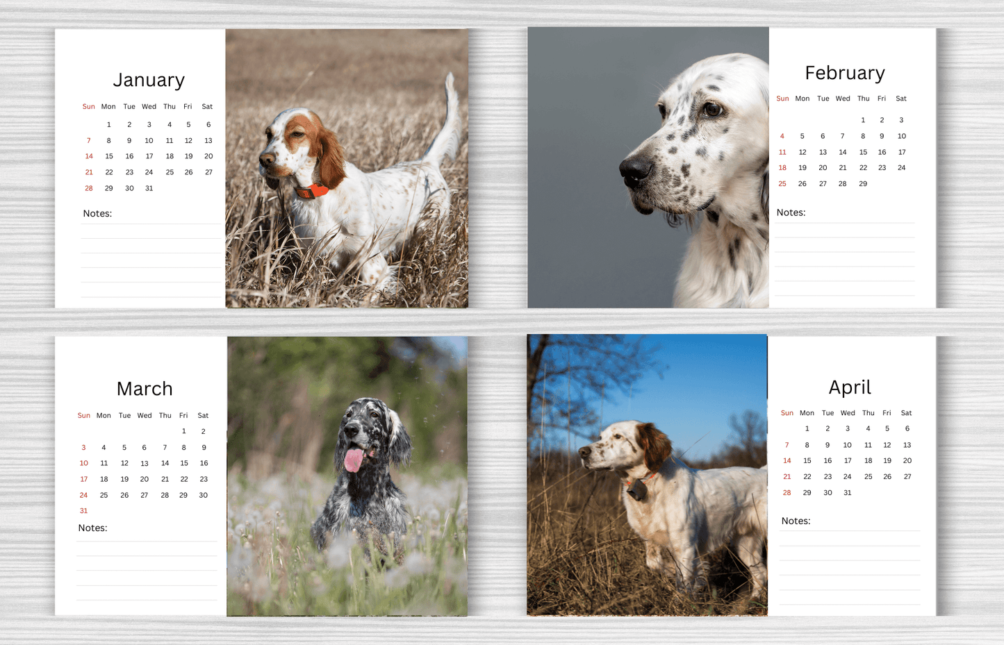 English Setter Desk Calendar 2025