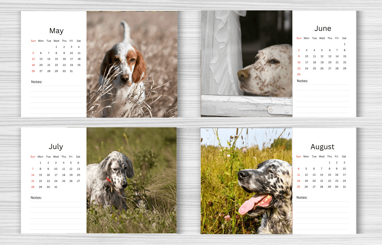 English Setter Desk Calendar 2025