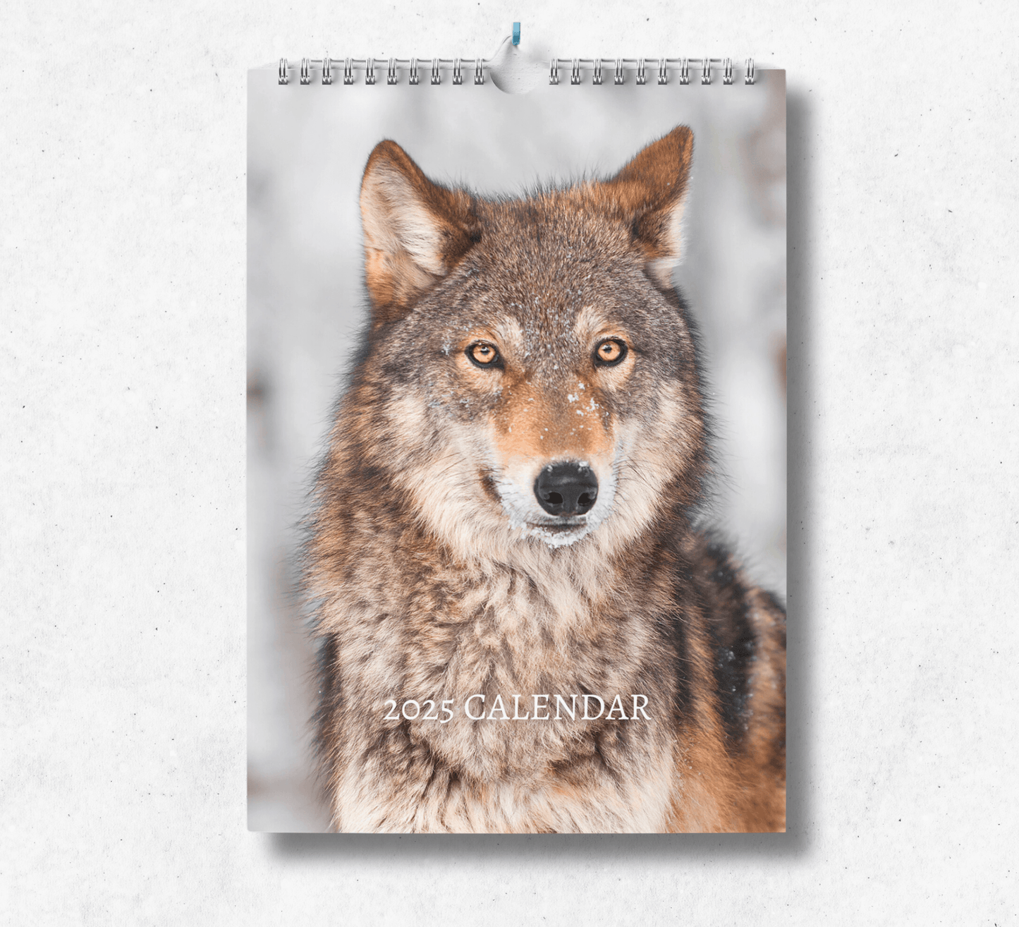 2025 Grey Wolf calendar featuring a portrait of a majestic grey wolf in the snow.