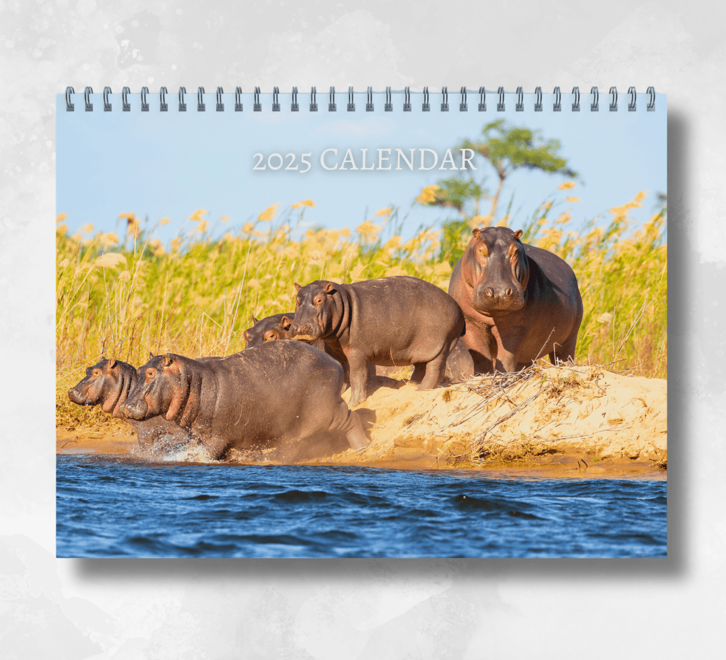 A large 2025 wall calendar featuring an image of five hippos walking into a lake, with a background of long foliage.