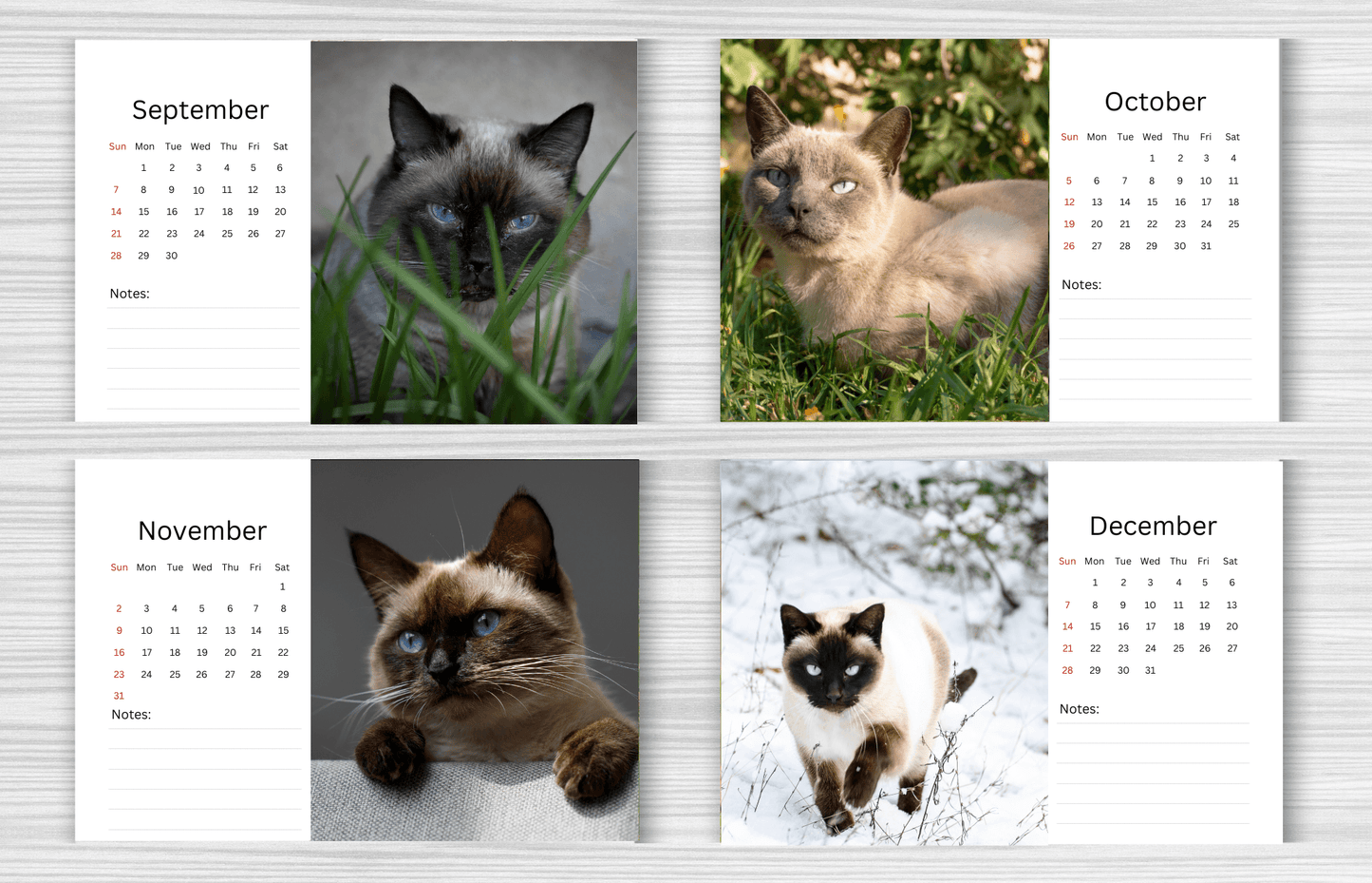 Siamese Cat Desk Calendar 2025