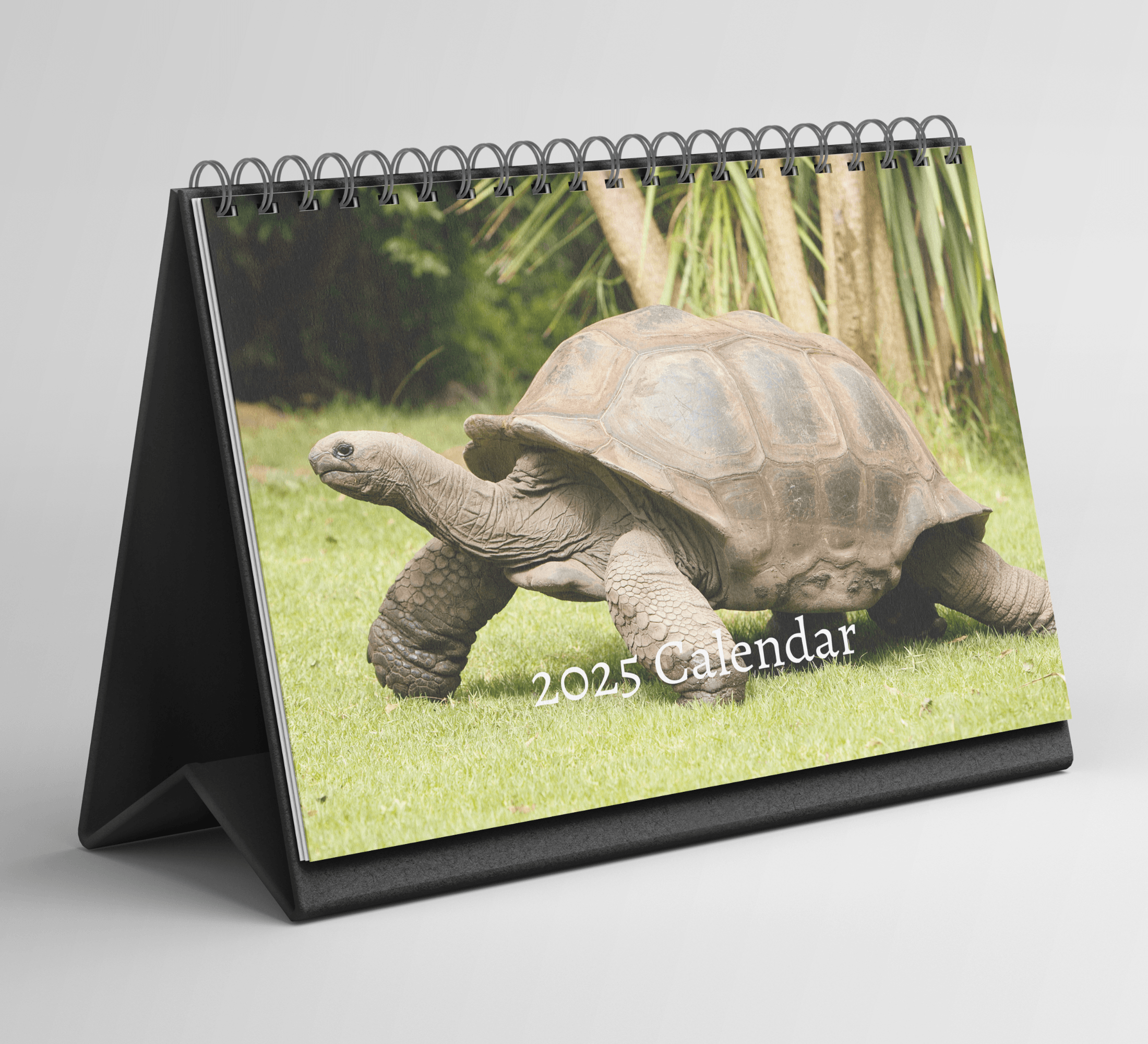 Tortoise Desk Calendar 2025 Standing Flip Desktop Calendar with Thick