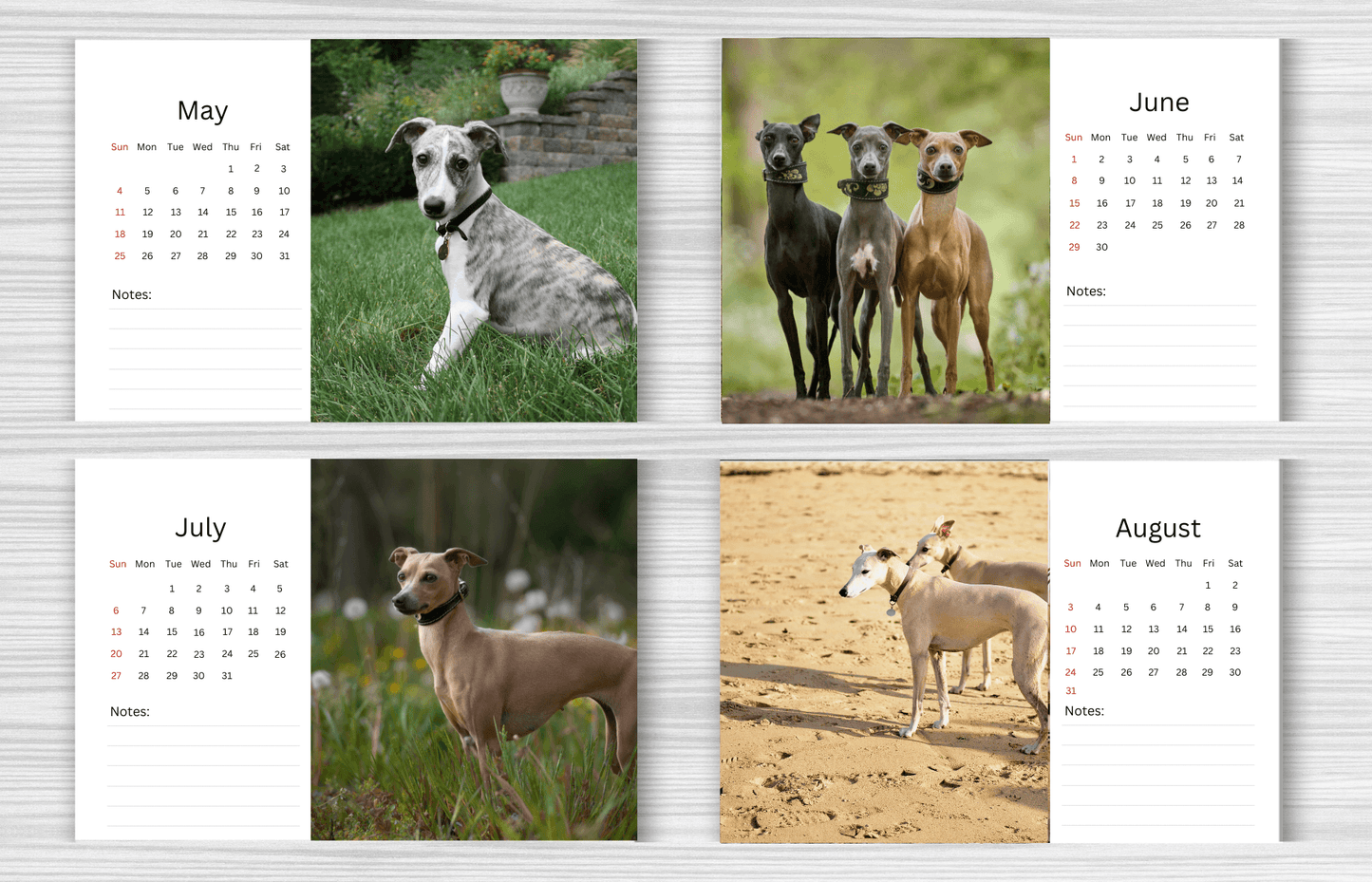 Whippet Desk Calendar 2025