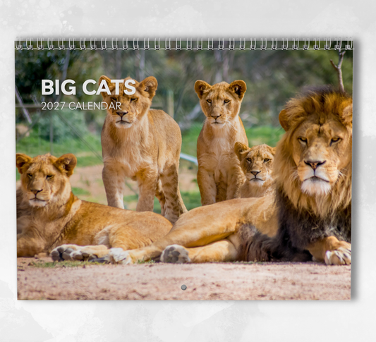 Big Cat Calendar 2027