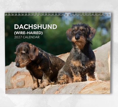 Dachshund (wire haired) Calendar 2027