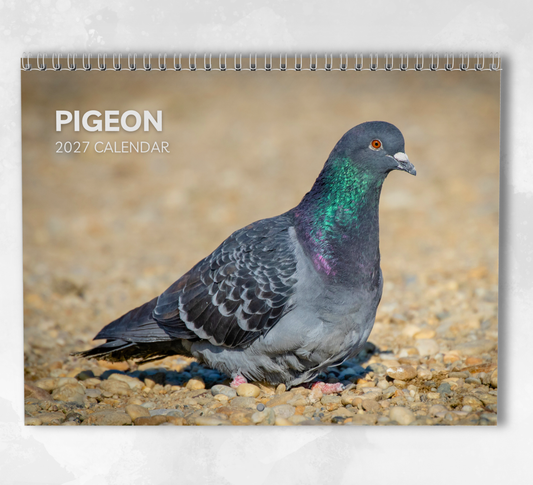 Pigeon Calendar 2027