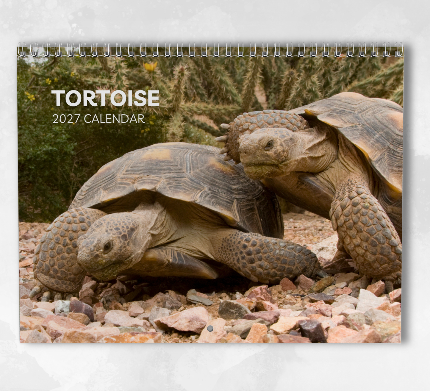 Tortoise Calendar 2027