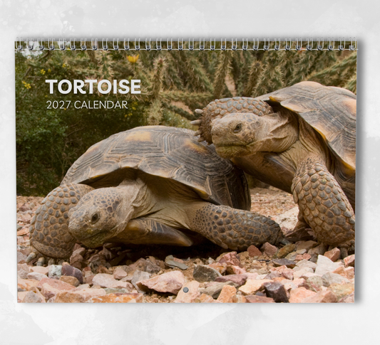 Tortoise Calendar 2027