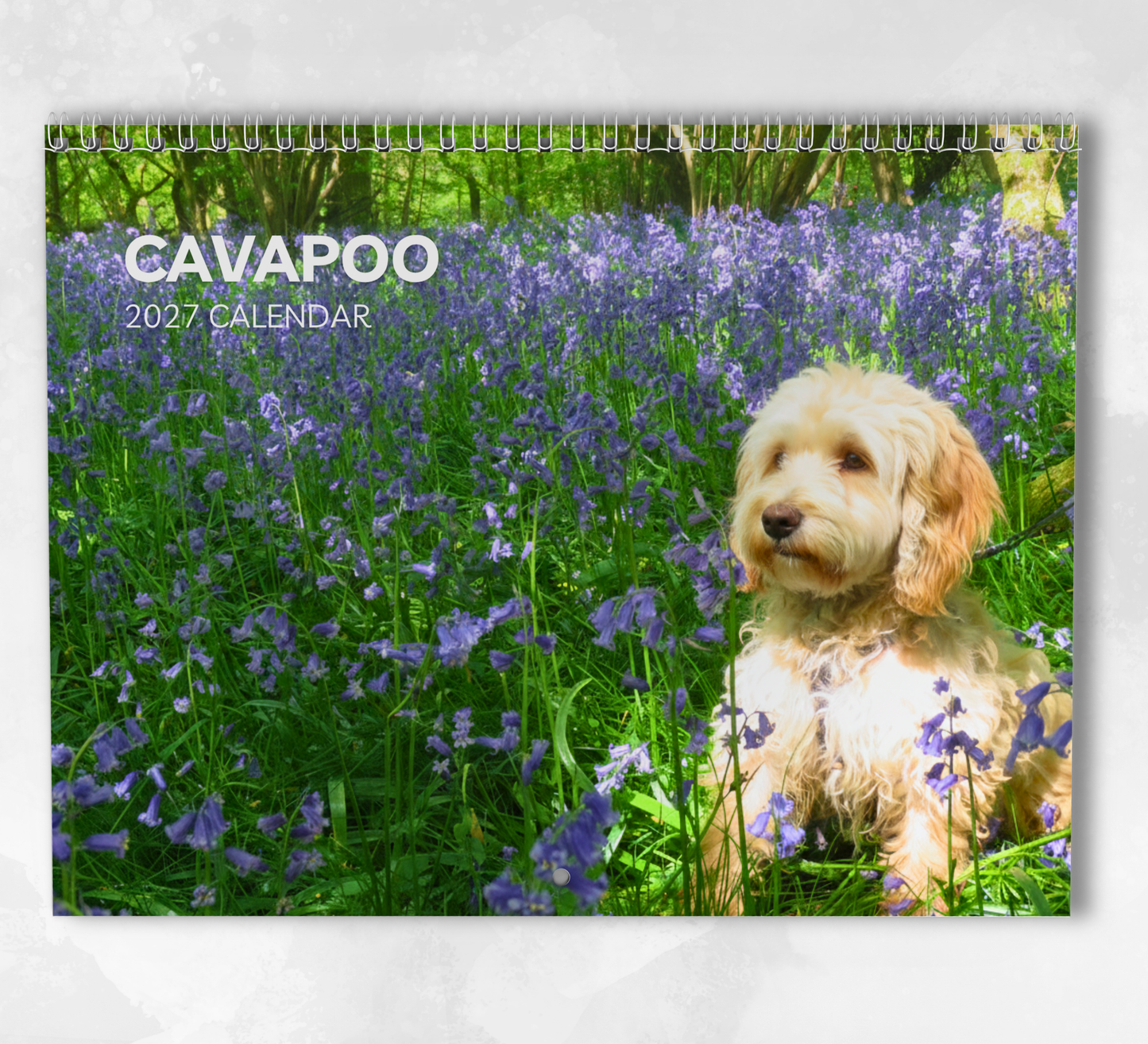 Cavapoo Calendar 2027