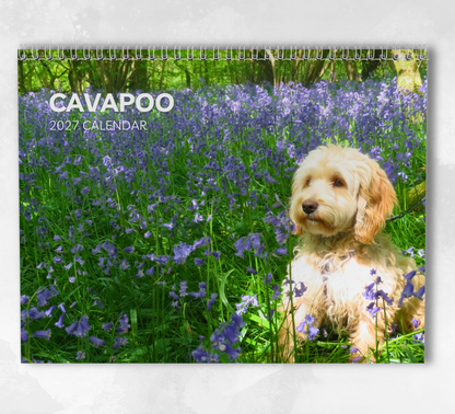 Cavapoo Calendar 2027