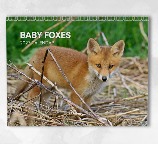 Baby Foxes Calendar 2027