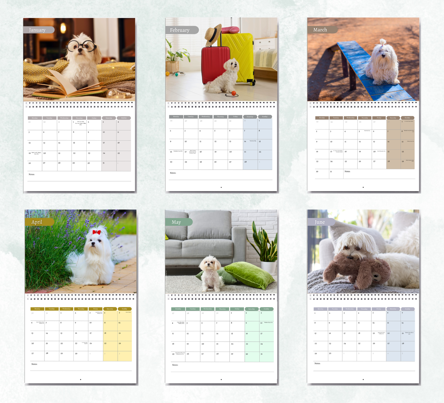 Maltese Dog Calendar 2027