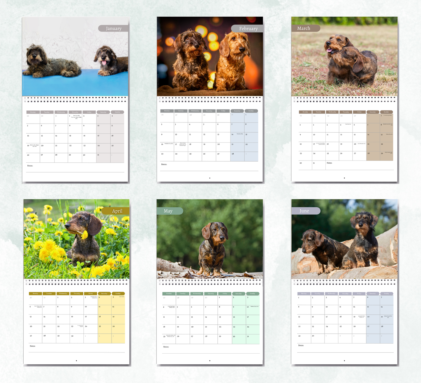Dachshund (wire haired) Calendar 2027