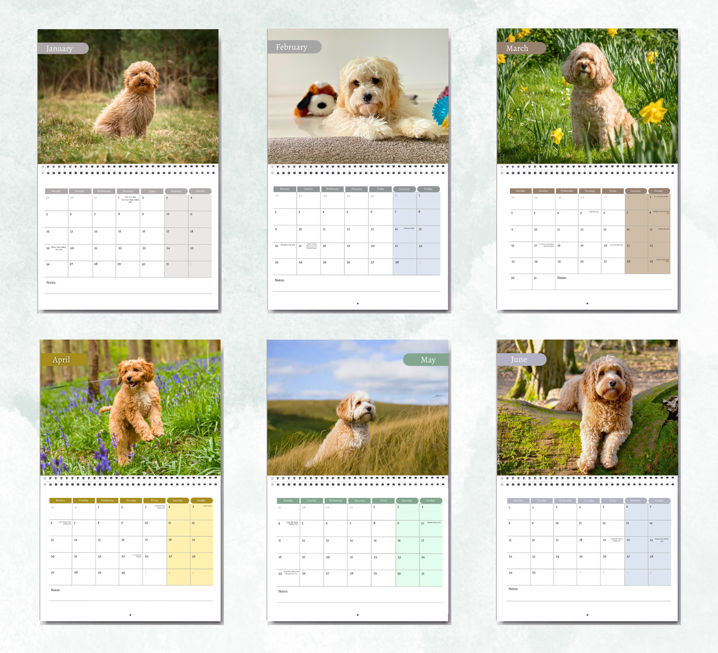 Cavapoo Calendar 2027
