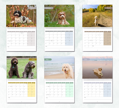 Labradoodle Calendar 2027