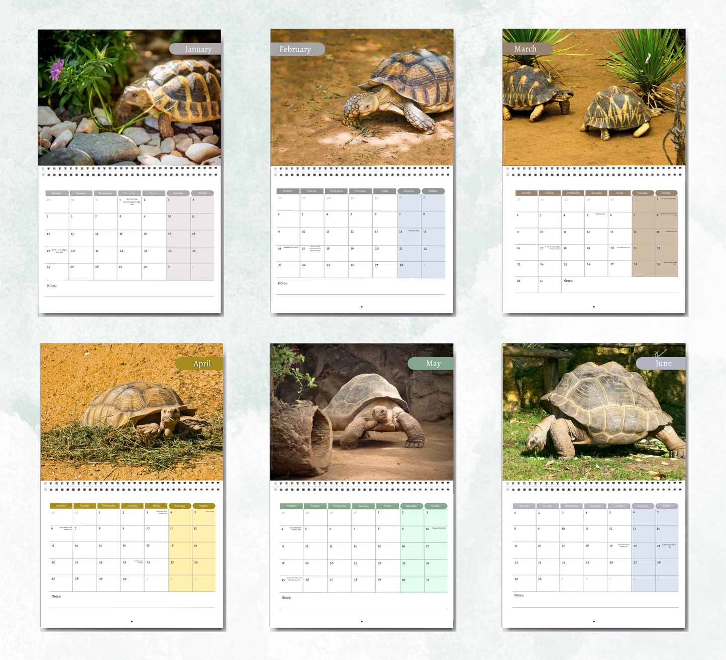 Tortoise Calendar 2027
