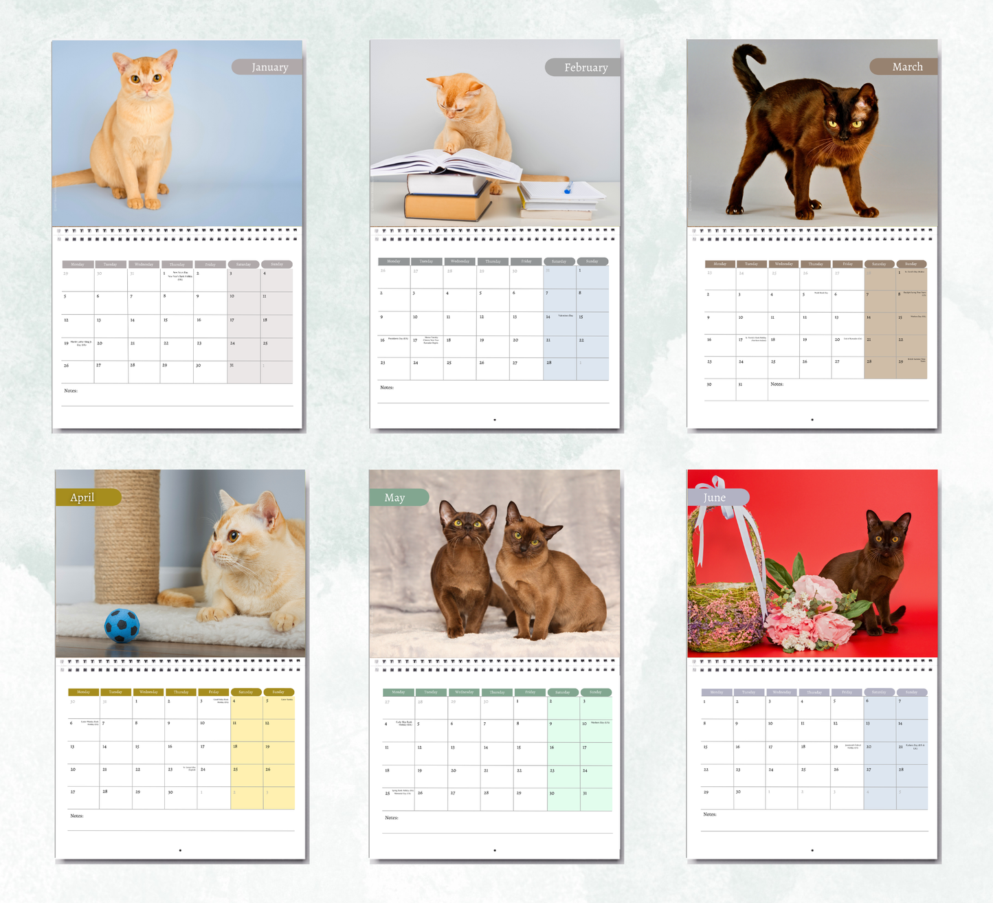 Burmese Cat Calendar 2027