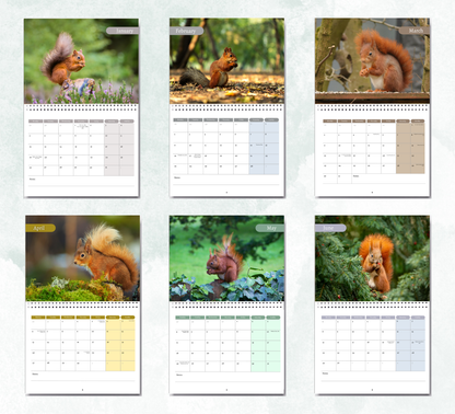Red squirrel Calendar 2027