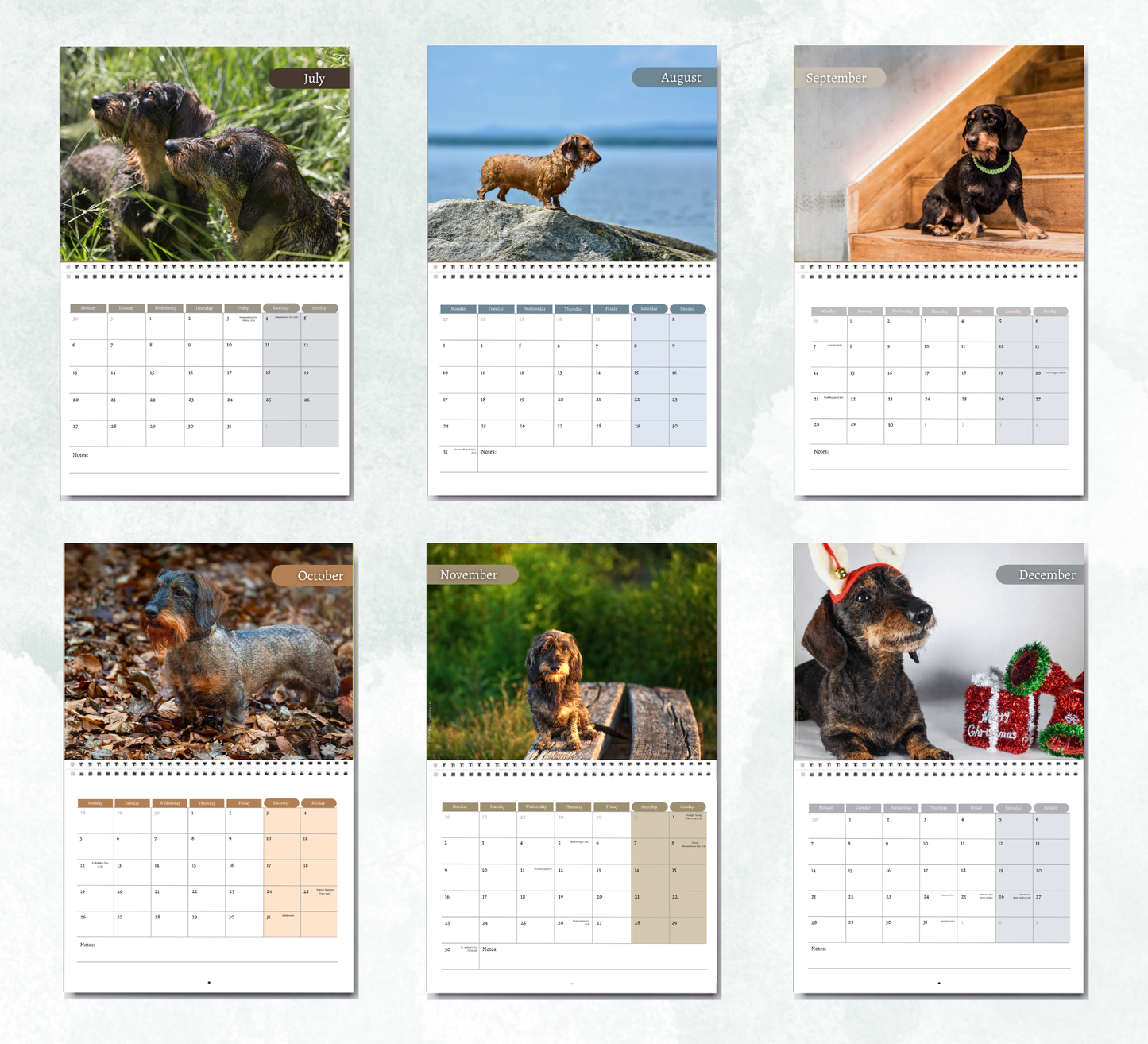 Dachshund (wire haired) Calendar 2027
