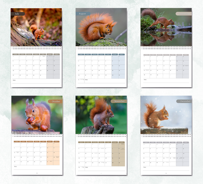 Red squirrel Calendar 2027