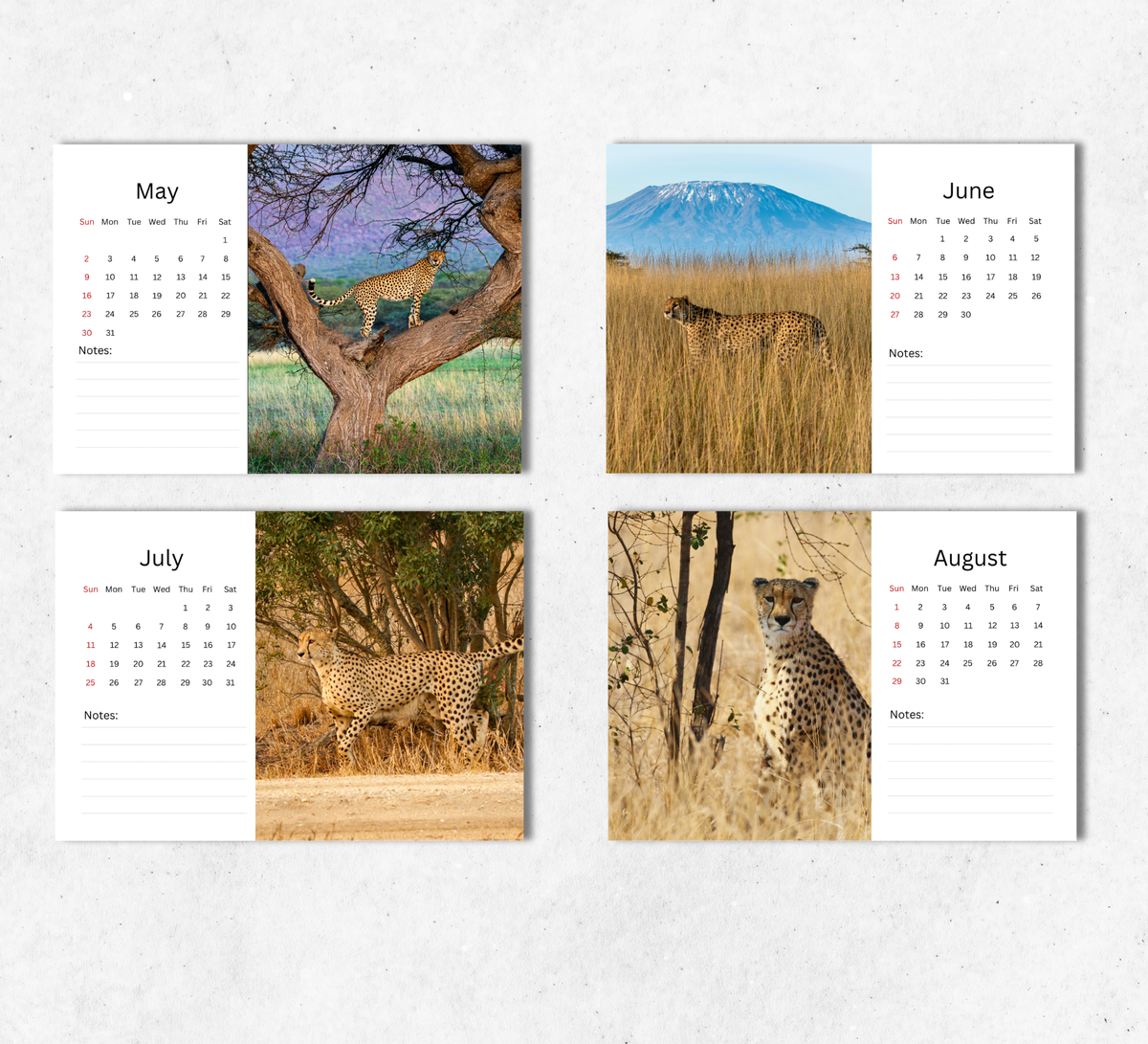 Cheetah Desk Calendar 2027-2028