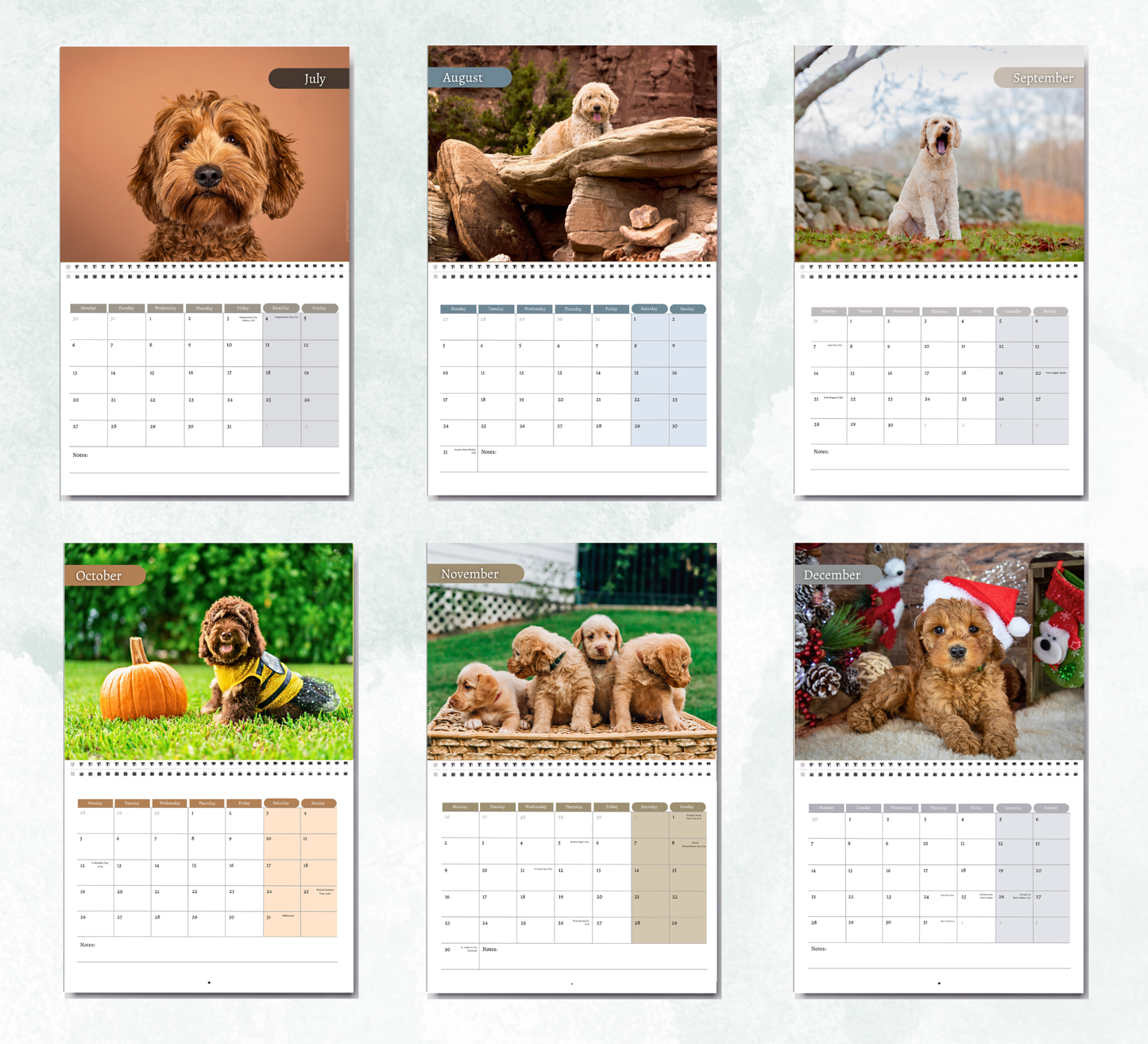 Labradoodle Calendar 2027