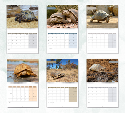 Tortoise Calendar 2027