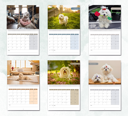 Maltese Dog Calendar 2027