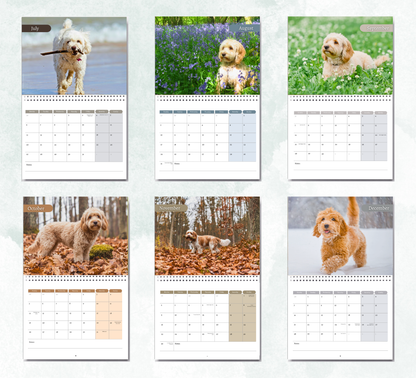 Cavapoo Calendar 2027
