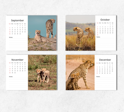 Cheetah Desk Calendar 2027-2028