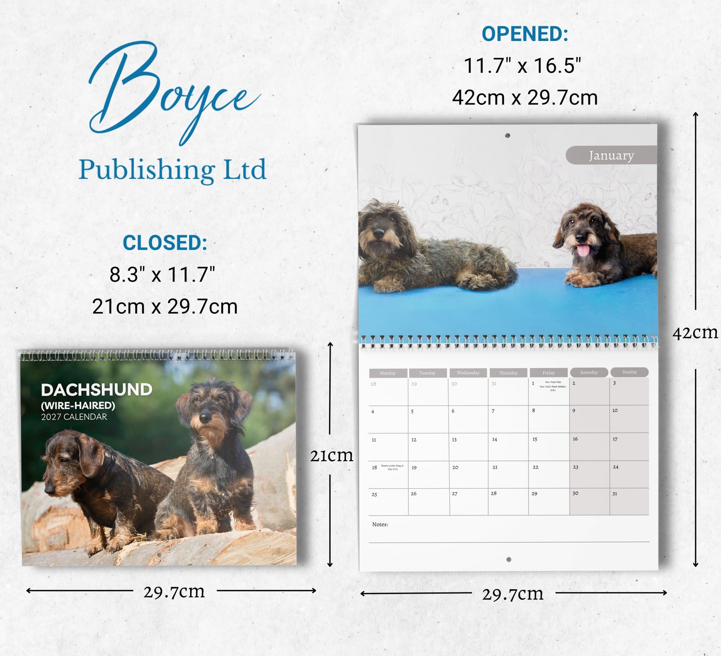 Dachshund (wire haired) Calendar 2027