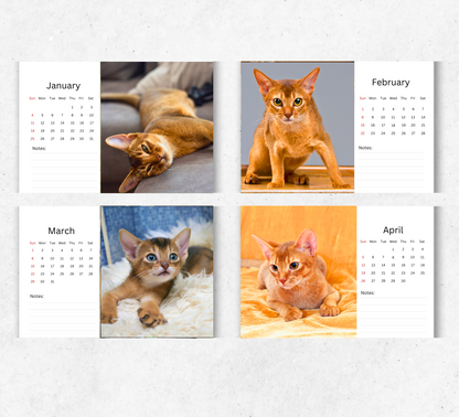 Abyssinian Cat Desk Calendar 2026-2027