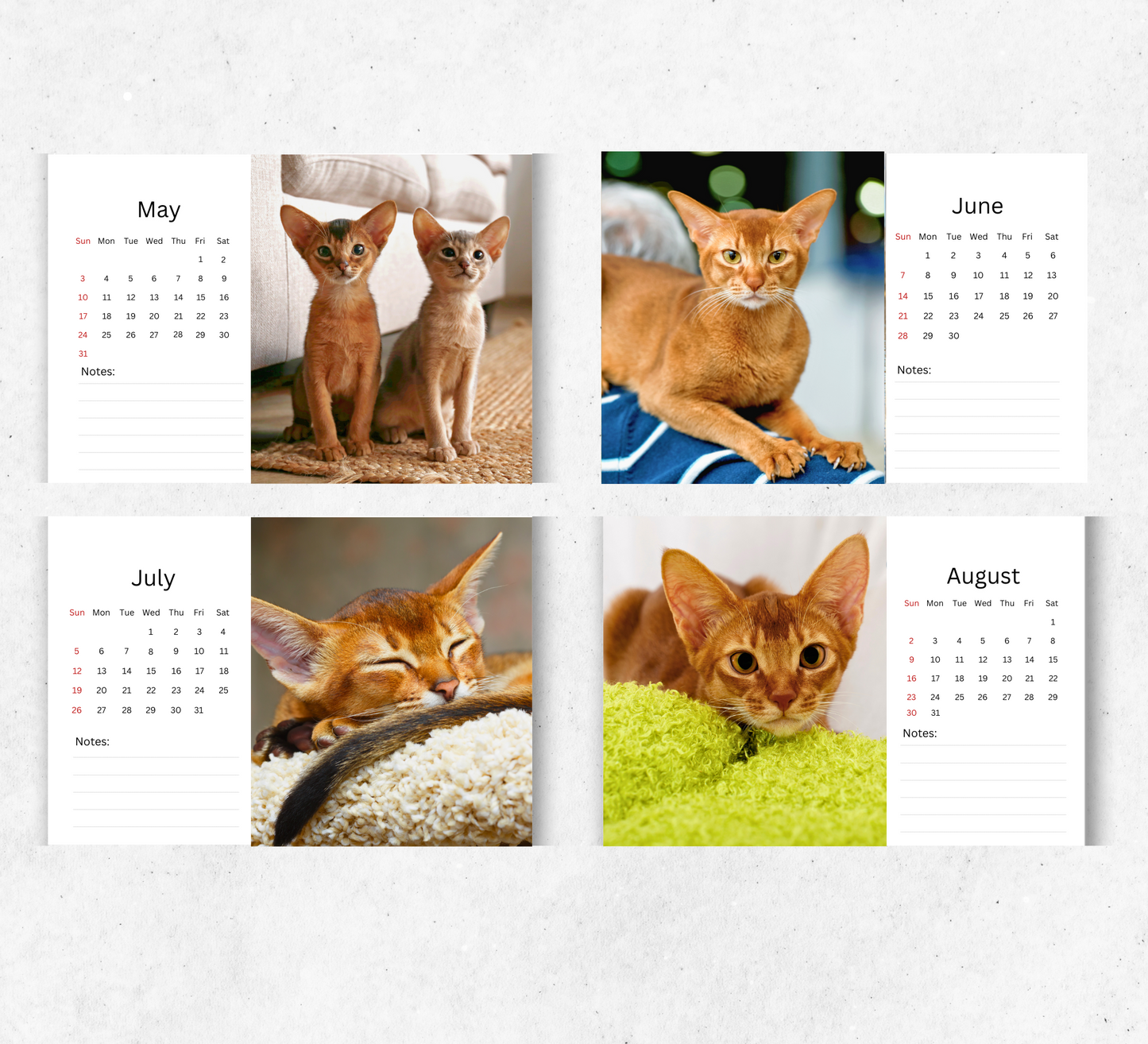 Abyssinian Cat Desk Calendar 2026-2027