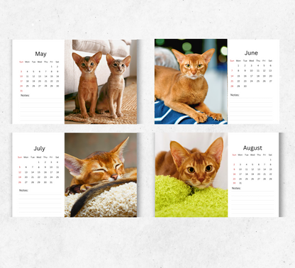 Abyssinian Cat Desk Calendar 2026-2027