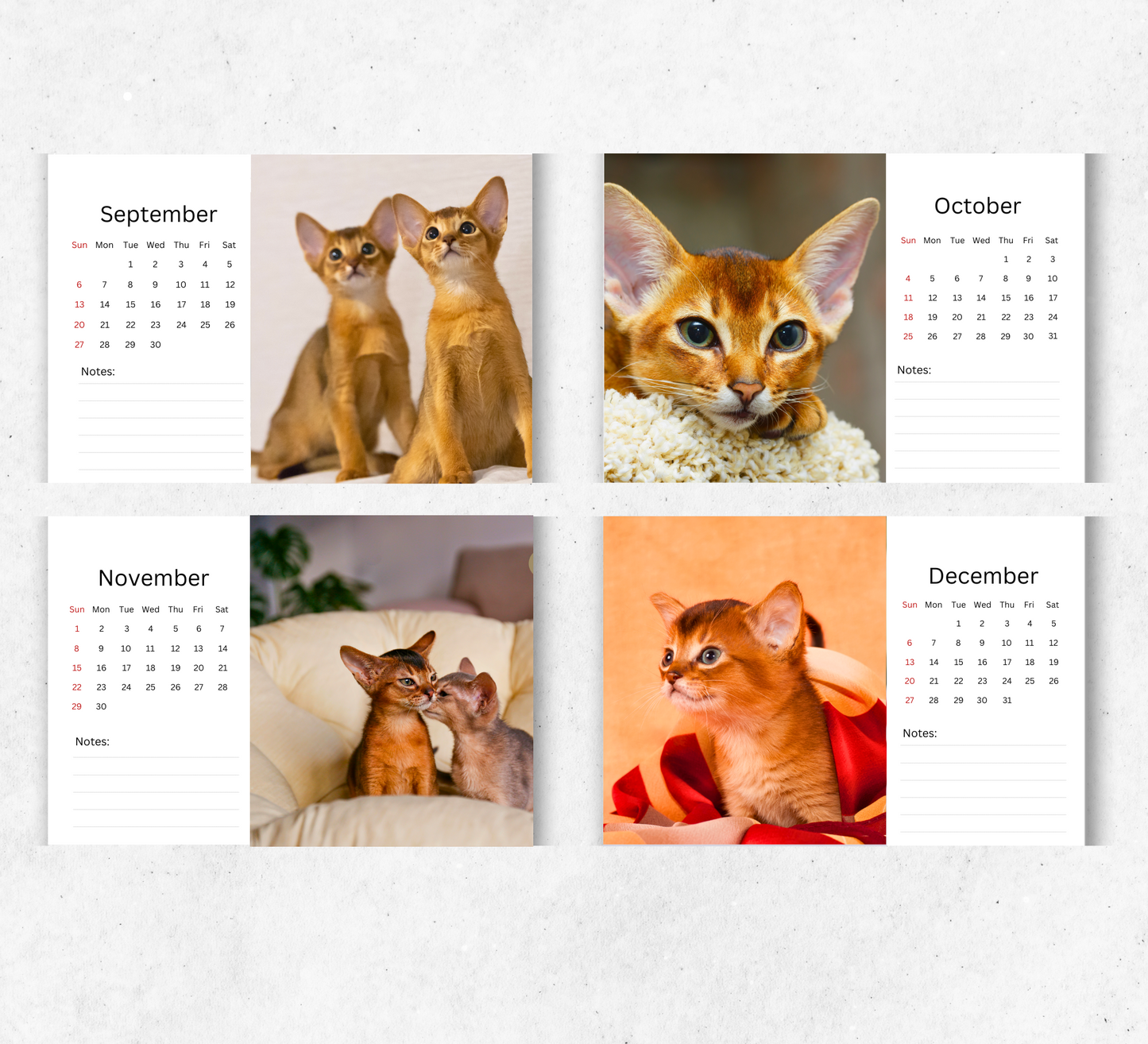 Abyssinian Cat Desk Calendar 2026-2027