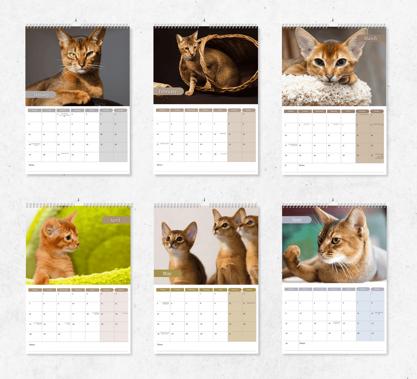 Abyssinian Cat Calendar 2025