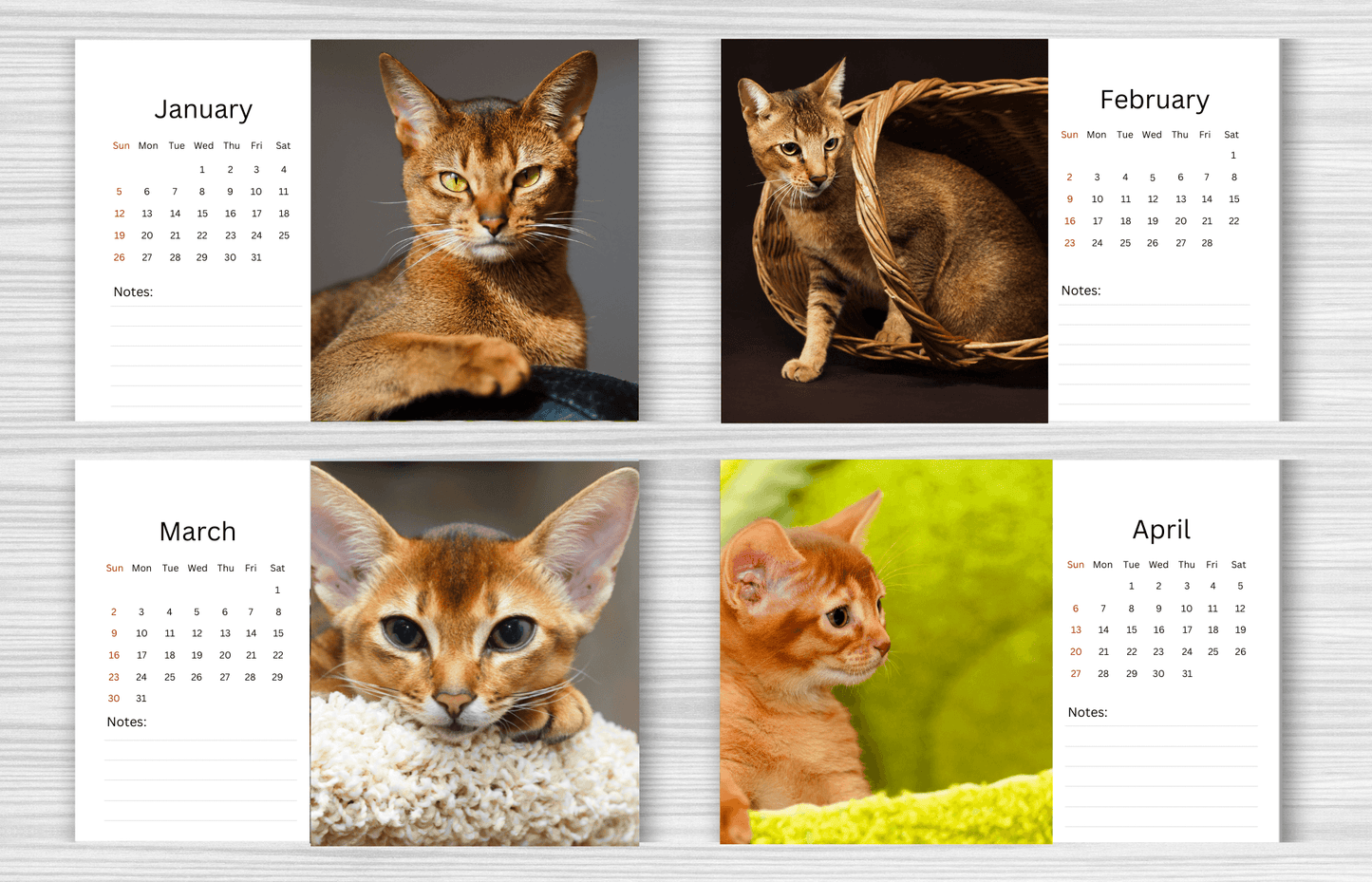 Abyssinian Cat Desk Calendar 2025