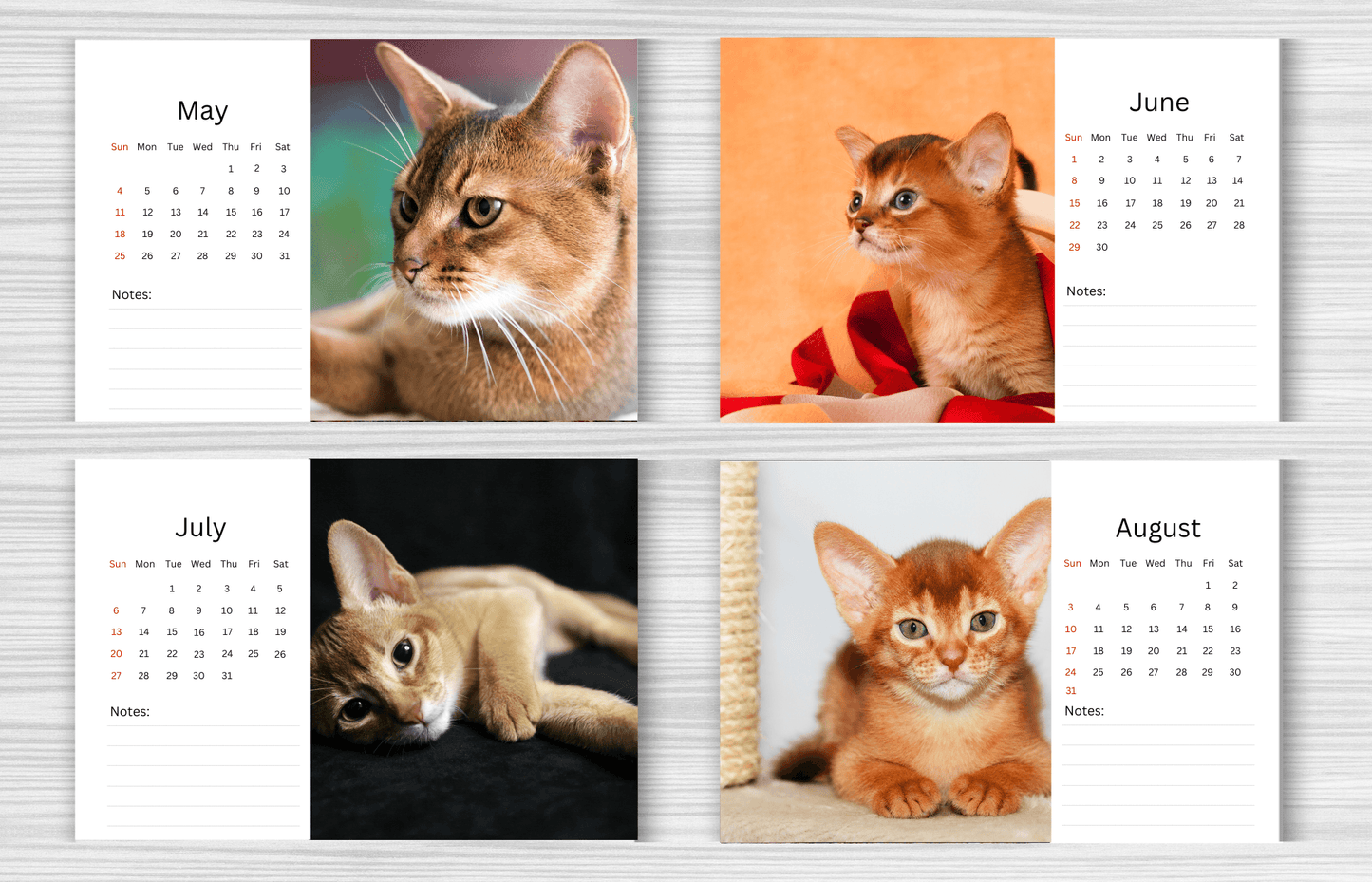 Abyssinian Cat Desk Calendar 2025